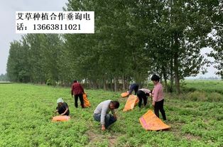 鰴艾的种植与收割