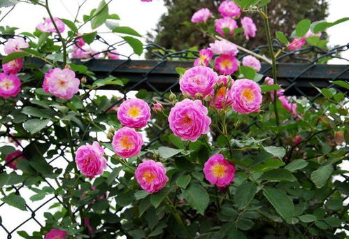 肥料的选择与使用