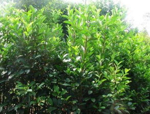 法国冬青种植的气候条件