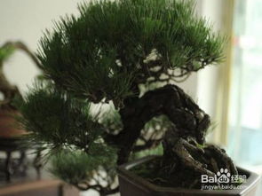 黑松盆景造型，春天的秘密花园