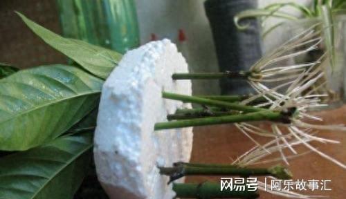 栀子花扦插繁殖时如何正确处理插穗和生根激素