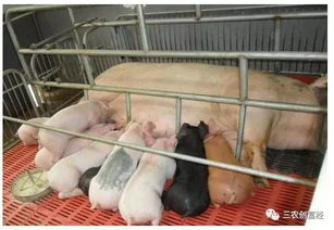 母猪保健不佳，易致仔猪黄白痢频发