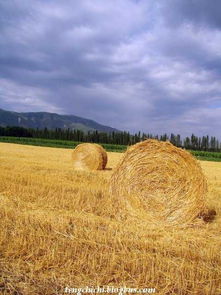 黑麦草的生长高度