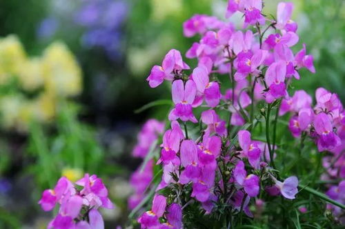 这么多品种，你选哪个？