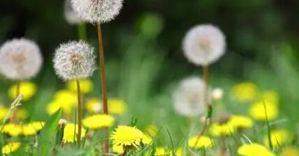 蒲公英的资料大全来了！它有哪些药用价值