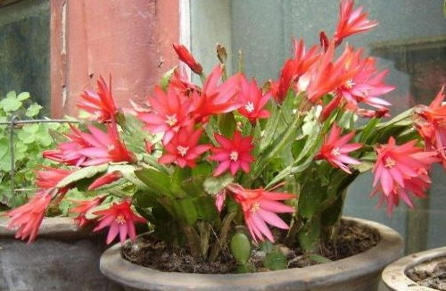 植物的开花奥秘