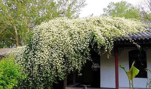 木香在自然环境中的生长状态