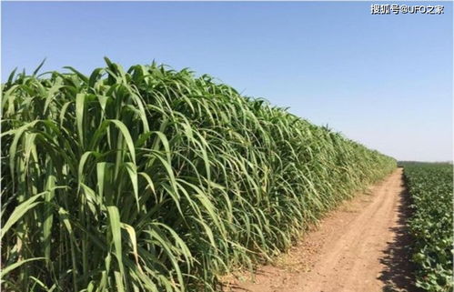 管理简单， 病虫害少