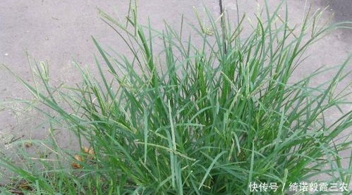 烟草田除草剂烟叶田除草用什么农药效果最好？