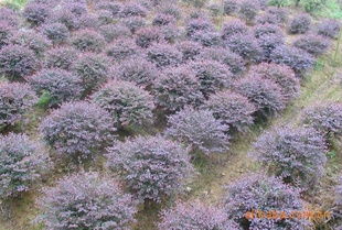 梗多苗木价格信息