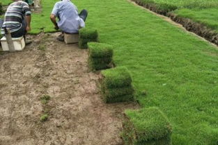 种植方法， 坡度调整是关键