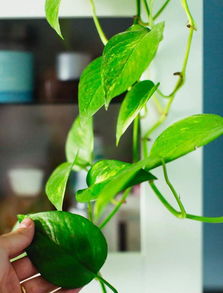 绿萝：攀爬生长， 净化空气