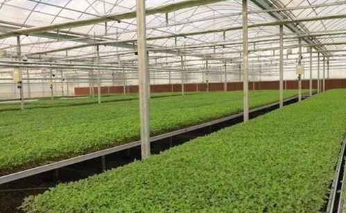 选择苗床，配制好营养土