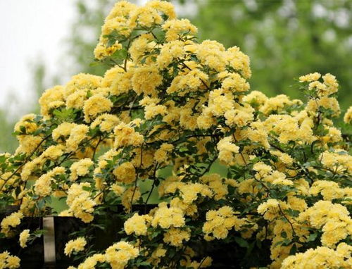 木香花的病虫害防治