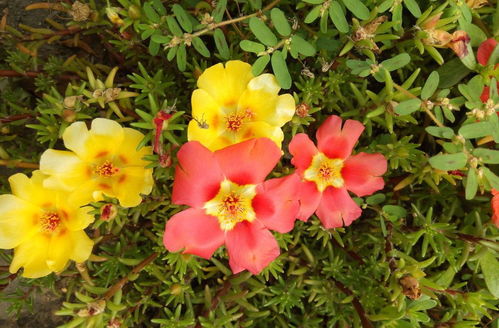 二、 菊花：坚强不屈，长寿吉祥