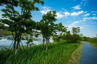 湿地松：耐水湿的树种之王