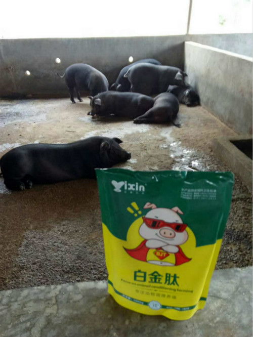 40斤仔猪一天吃猪预混料4和8哪种预混料比较合适，需要多少饲料？