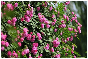 蔷薇花墙， 浪漫的宝藏之地