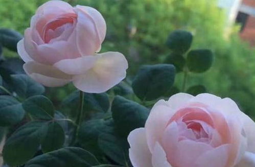 寻找花园的纯净之美——白色系月季品种推荐