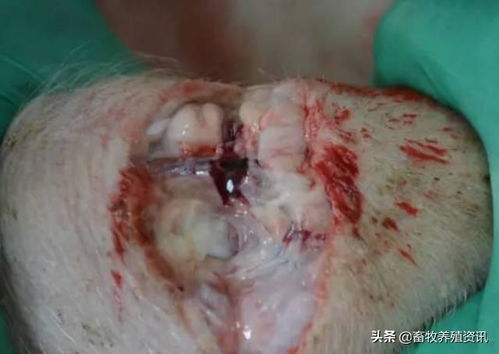 猪气喘病症状明显？如何区分病毒与细菌感染