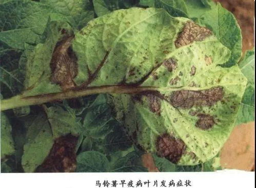 百菌清的注意事项