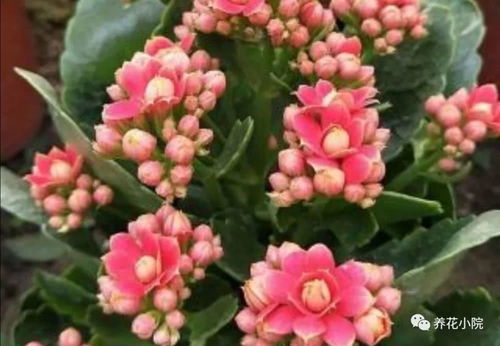 长寿花有花苞后施什么肥最好？这样做花开不断