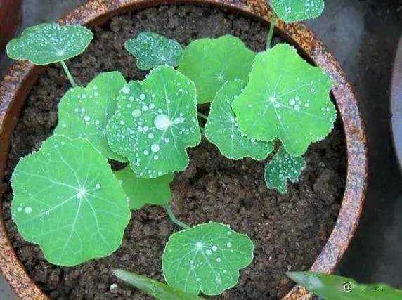 旱金莲种子种植第一步：浸泡