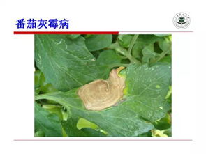 一、马蹄灰霉病症状及危害