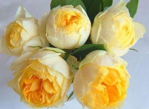 热带气候的月季盛宴