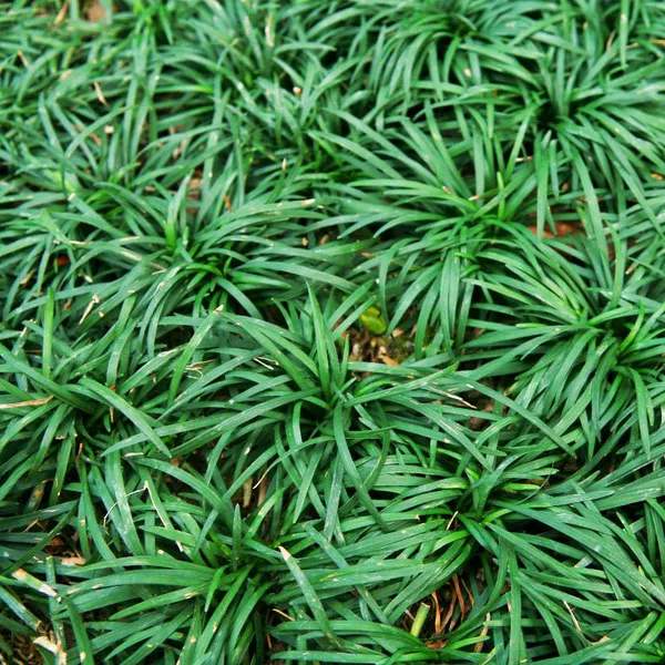 玉龙草草坪的生长速度：细长柔韧的绿色舞蹈