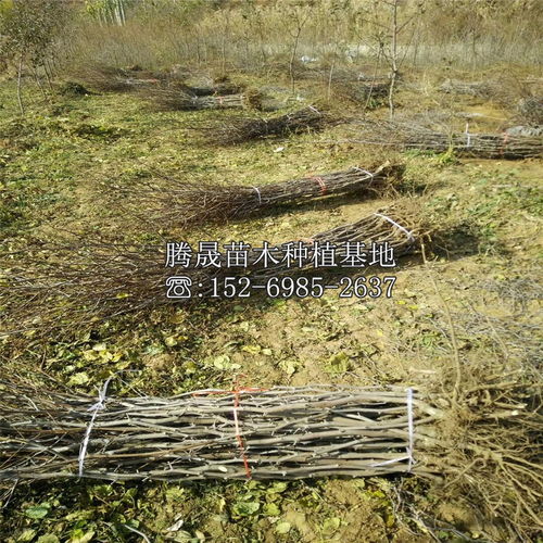 揭秘！哪种农药Neng彻底杀死枣树？