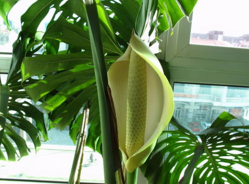 龟背竹， 给你一个清凉的夏日