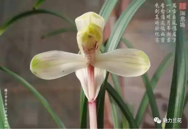 春兰黄色之谜，为何独占花魁
