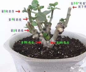养花秘诀：贱养疯长，勤快反效！爆款花卉养护指南
