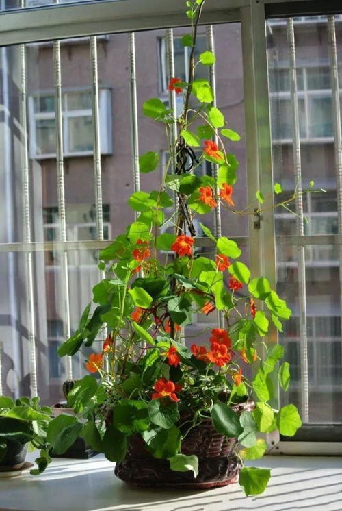 深盆还是浅盆更适合种植米兰花，以探究其最佳栽种盆深度