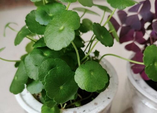 金钱草水培养护方法及发芽时间介绍