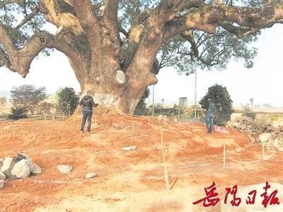 南方红豆杉与杉木