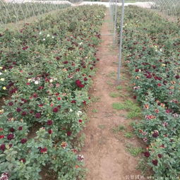 嫁接：月季的华丽变身