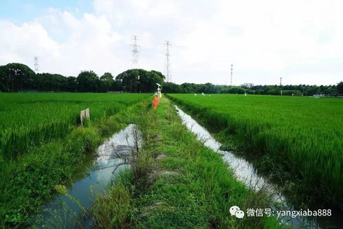 水稻品种与生长阶段对农药降解的影响