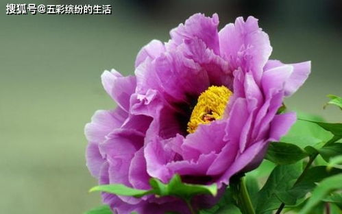 牡丹施肥的最佳时间是什么？如何科学合理地进行牡丹施肥