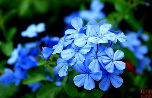 蓝目菊：海洋之心还是蓝宝石？