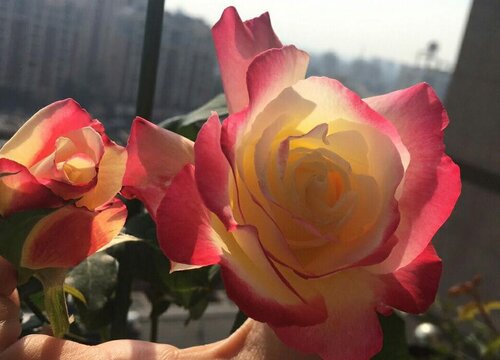 红双喜，香云，克劳德莫奈，经典月季的美丽故事