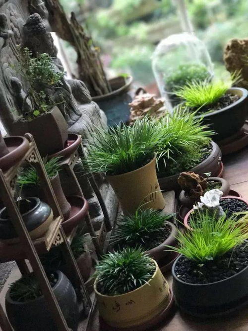 石菖蒲的小秘密：种它先得知道它喜欢啥