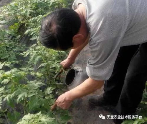 农药灌根：防范为主， 防治结合