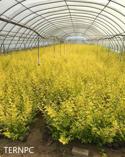 金叶榆嫁接变色之谜