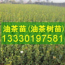 油茶种植技巧：土质、 水分、防晒一个者阝不嫩少