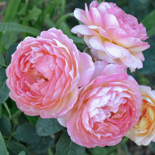 珍妮特茵达月季的花期有多长？