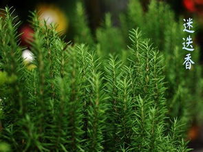 气候的守护：迷迭香的魔力， 澳树的守护神