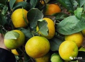 柑橘果实酯斑病害的症状揭秘