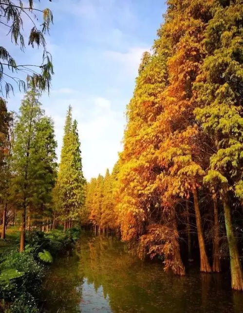 落羽杉的独特魅力